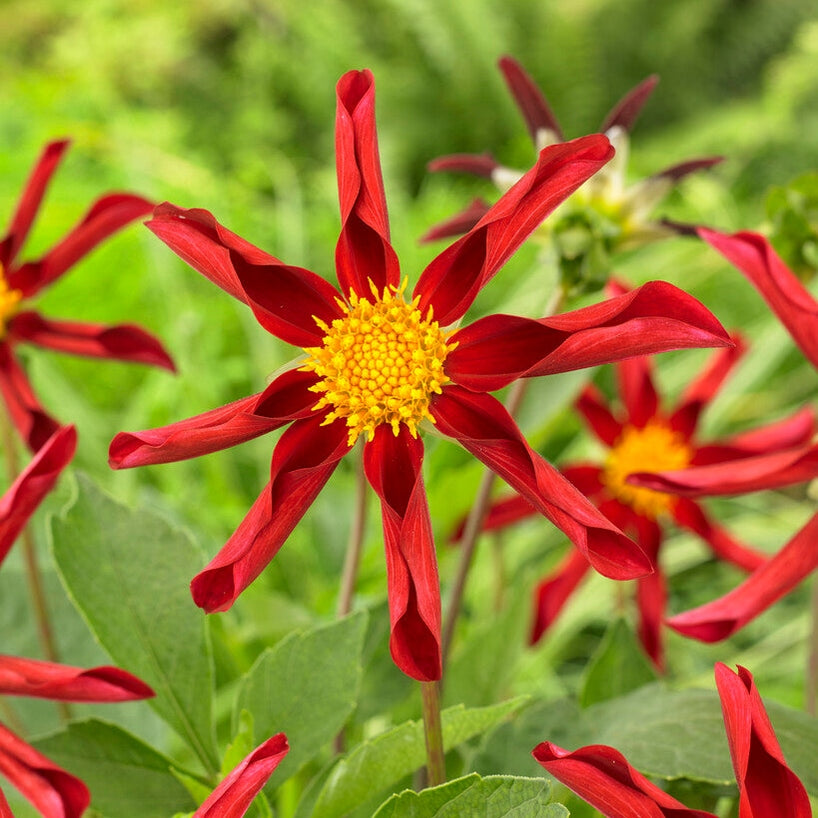 Dahlia Honka Red/Windmill Special 1-pack NYHET